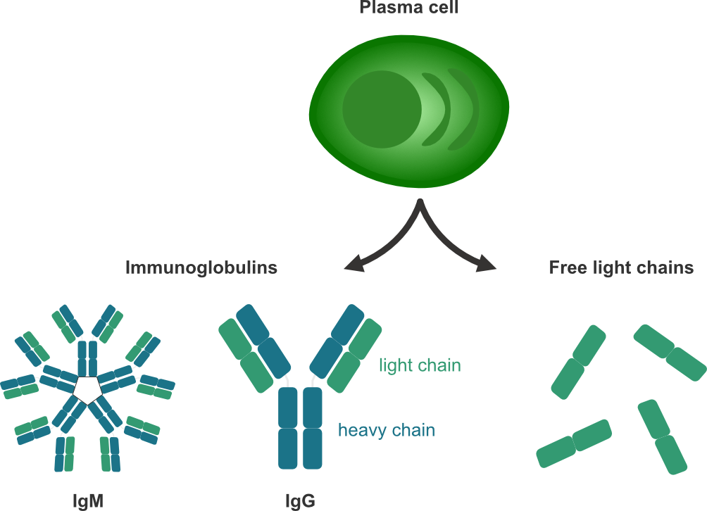 Figure 1.5 - A plasma cell, originating from B cells, produces immunoglobulins, but also secretes free light chains.