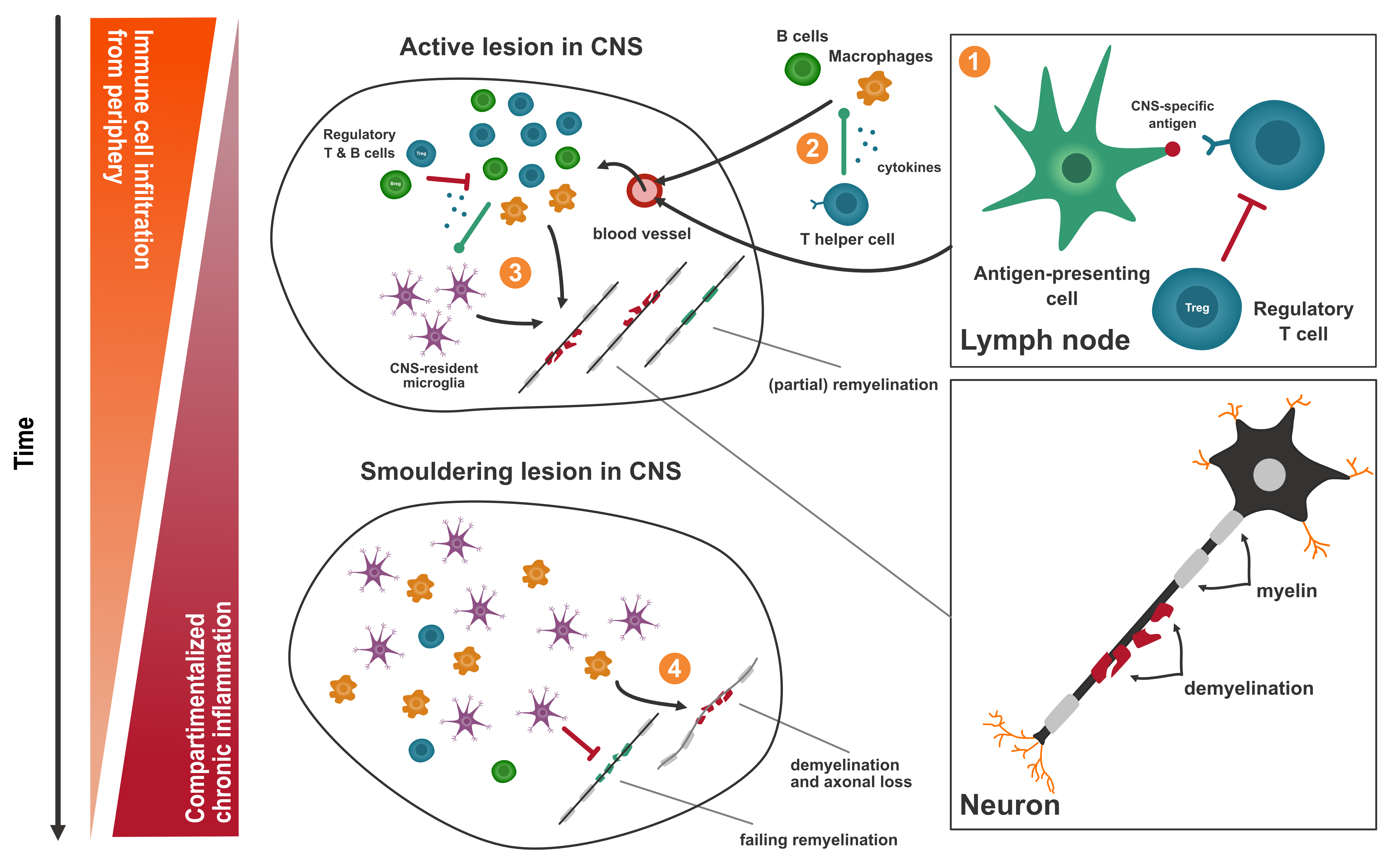 Figure 1.1 - Simplified schematic illustration of key components in MS pathophysiology. (1) Antigen-presenting cells (e.g. macrophages, B cells or dendritic cells) present a CNS-specific antigen to T helper cells causing them to be sensitised to a host CNS protein. (2) T helper cells migrate into the circulation and eventually past the blood-brain-barrier, producing pro-inflammatory cytokines leading to the recruitment of effector cells (T effector cells, B cells and macrophages). Additionally, CNS-resident microglia are activated. (3) The effector cells and microglia through different mechanisms cause the breakdown of myelin. During this process there also is partial remyelination. (4) In chronic active or smouldering lesions, there are much less T and B cells, but microglia and macrophages remain active causing further demyelination (mainly at lesion borders) and finally also axonal loss. The microglial activation probably also contributes to the failure of oligodendrocytes to remyelinate neurons [6, 10, 11].